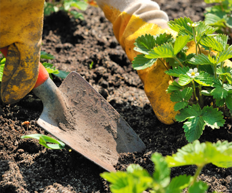 Garden Activity