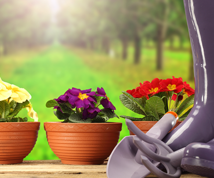 Garden Activity